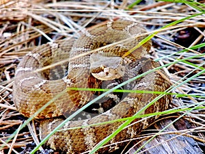 Coiled Northern Pacific Rattlesnake, Castella, California, USA photo